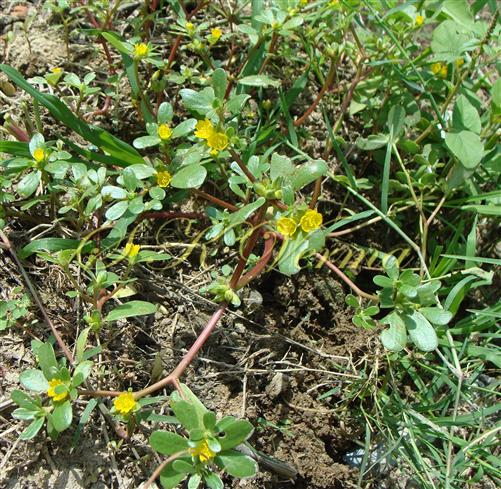  Plant